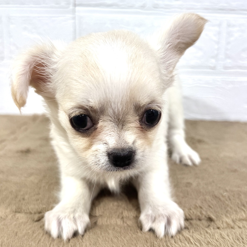 兵庫県のチワワ(ロング) (犬の家＆猫の里ニッケパークタウン加古川店/2025年6月29日生まれ/女の子/クリームホワイト)の子犬