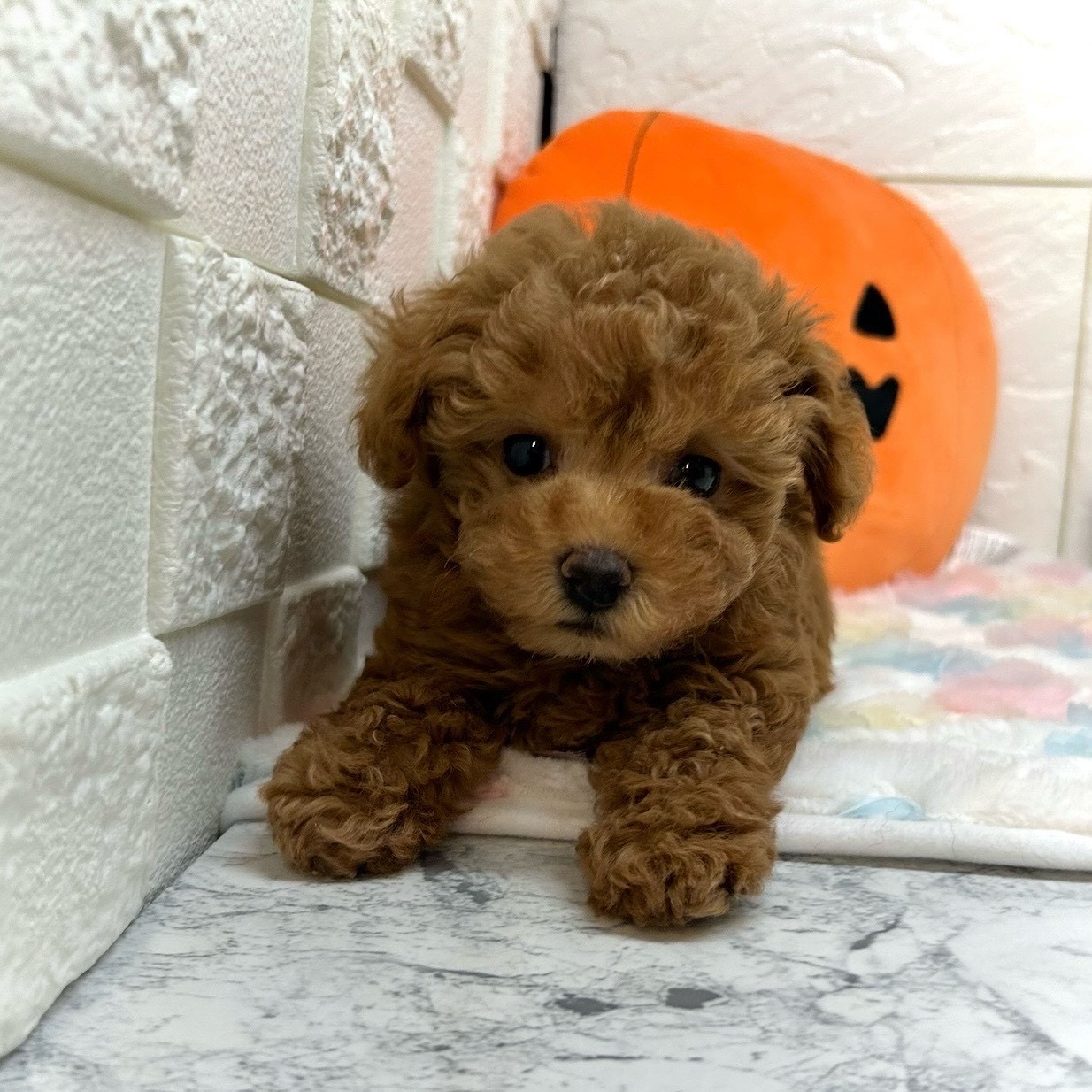 兵庫県のタイニープードル (犬の家＆猫の里ゆめタウン姫路店/2025年8月8日生まれ/男の子/レッドフォーン)の子犬の2枚目の画像