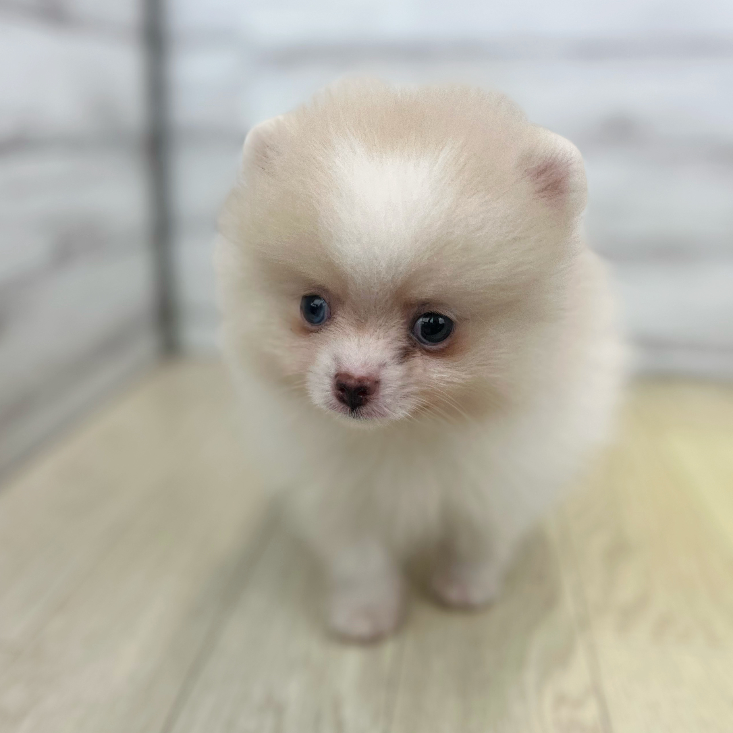 愛知県のポメラニアン (犬の家＆猫の里春日井本店/2026年5月2日生まれ/男の子/ホワイトクリーム)の子犬