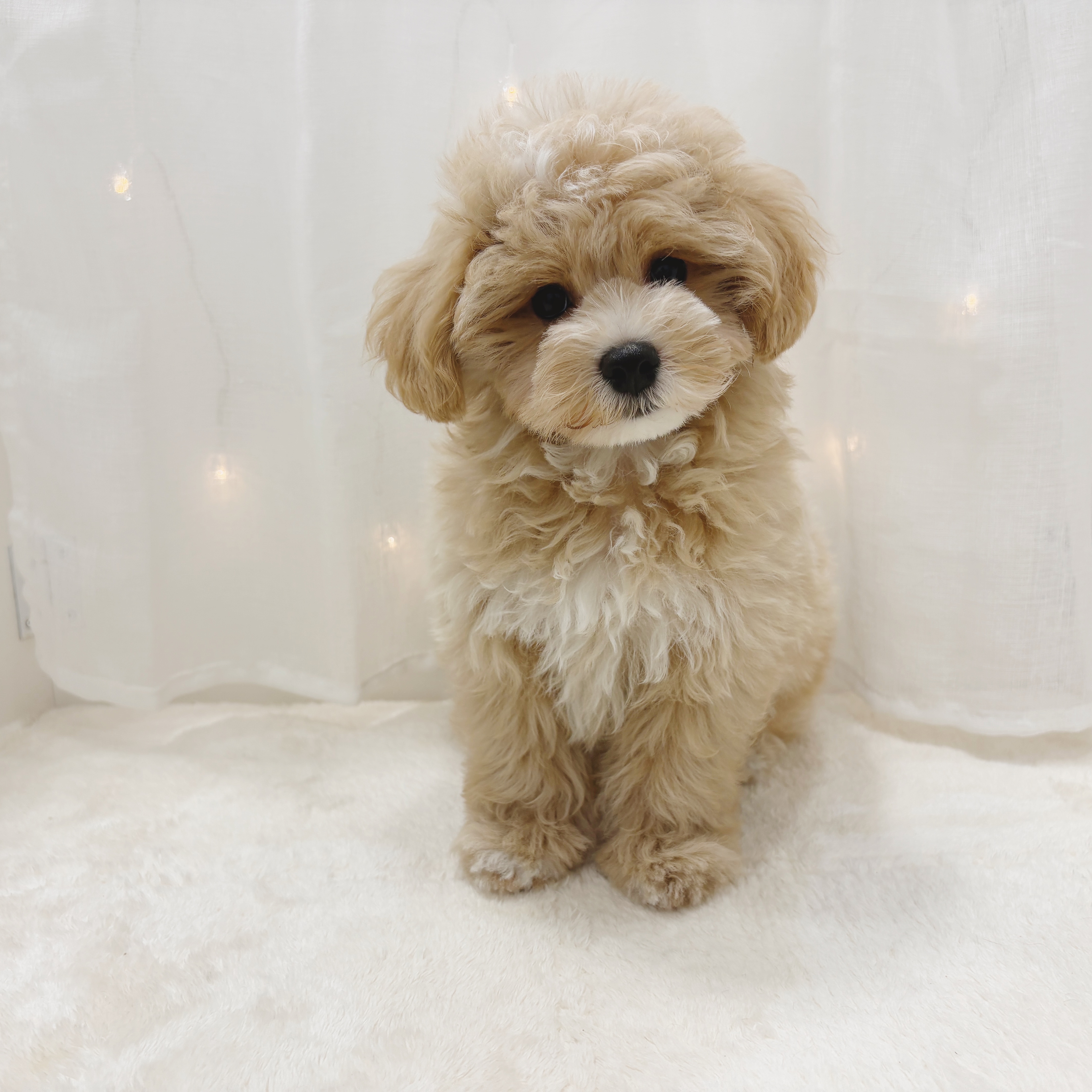千葉県のマルプー(マルチーズ×プードル) (犬の家＆猫の里BIGHOPガーデンモール印西店/2025年6月17日生まれ/男の子/アプリコットホワイト)の子犬の1枚目の画像