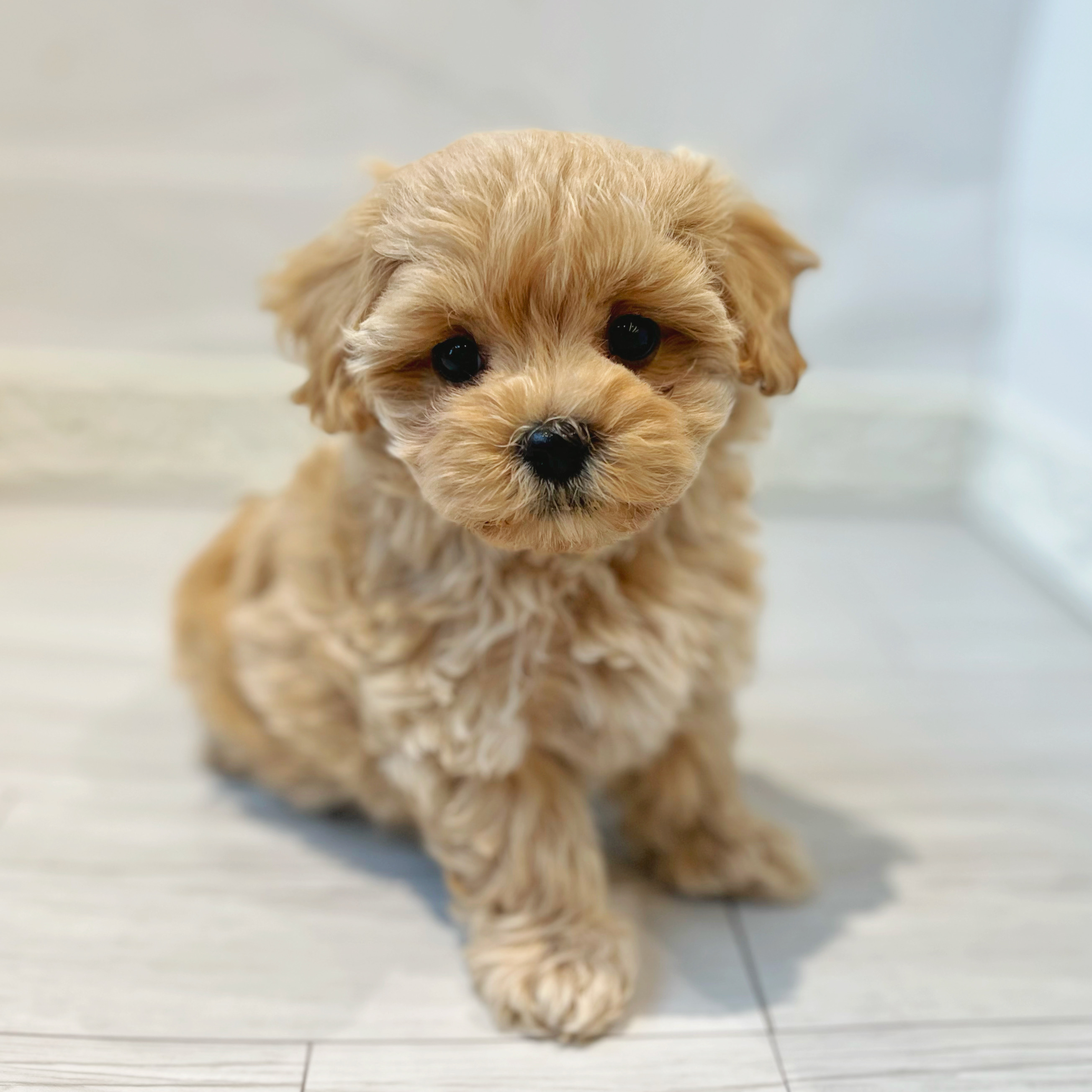 ハーフ犬男の子の写真
