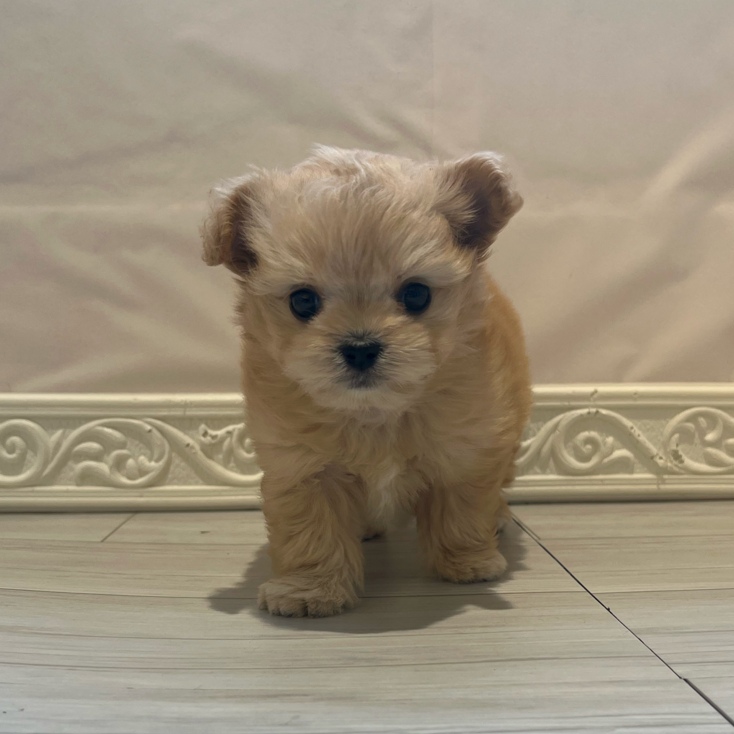 ハーフ犬女の子の写真