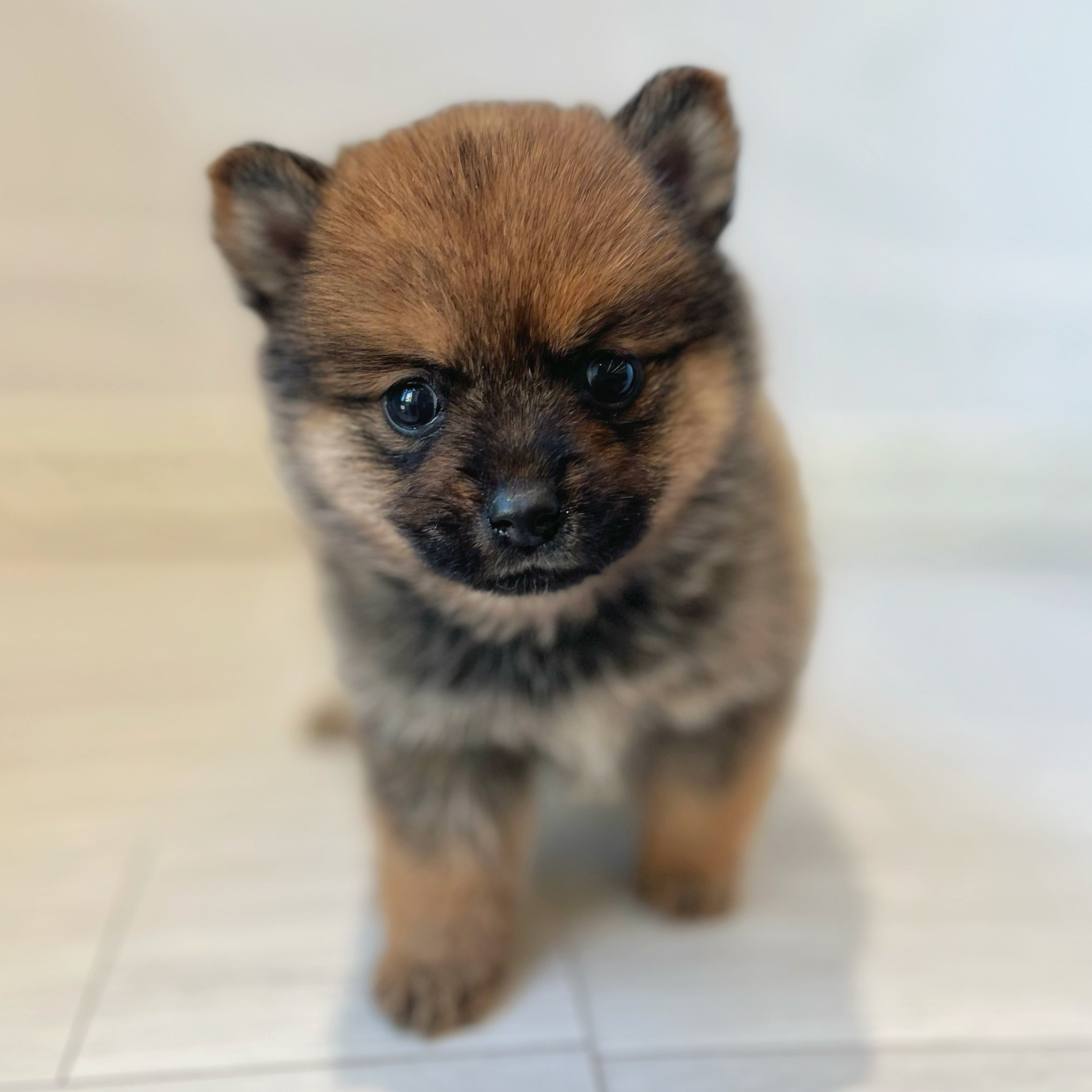 ハーフ犬女の子の写真
