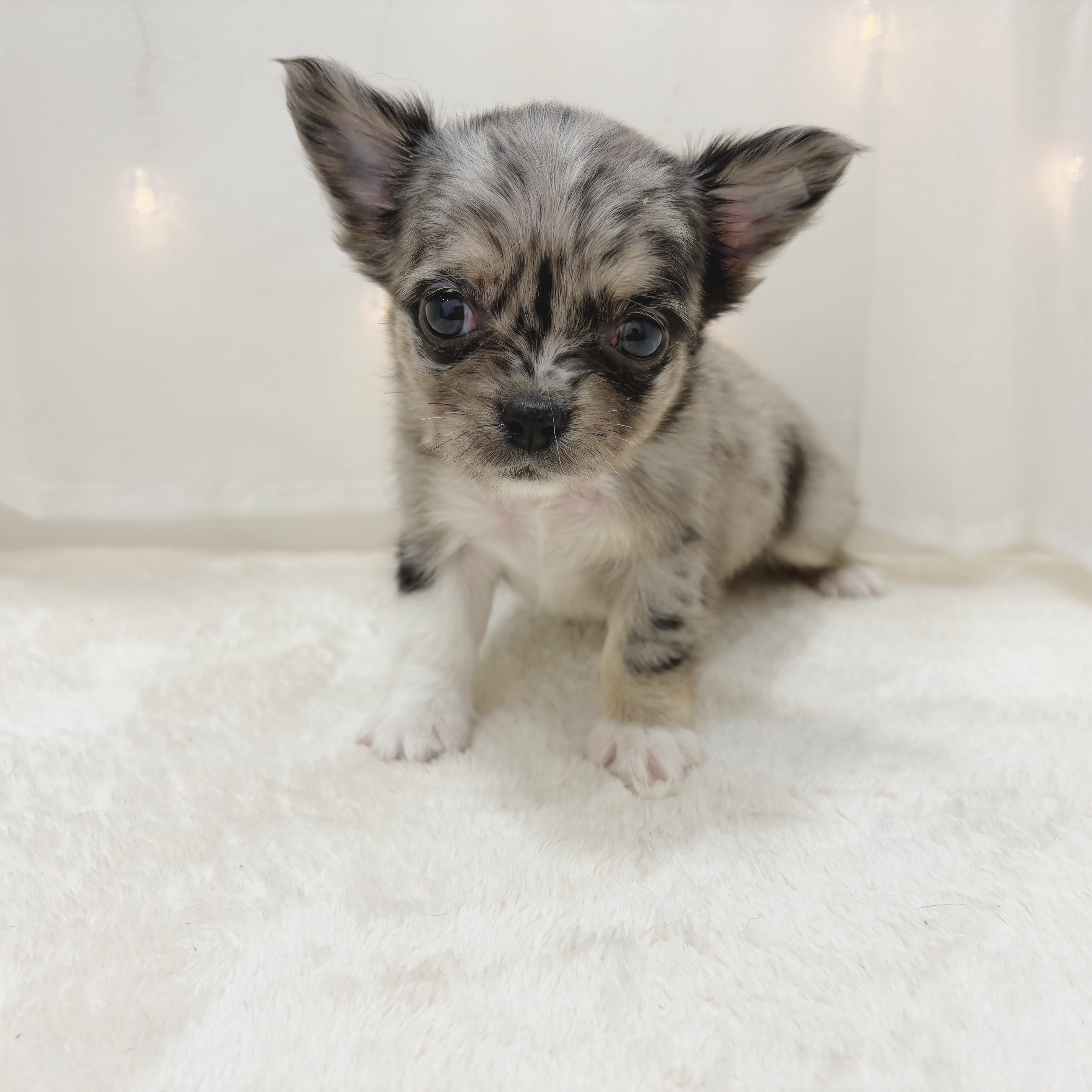 千葉県のチワワ(ロング) (犬の家＆猫の里BIGHOPガーデンモール印西店/2025年6月23日生まれ/女の子/ブルーマール)の子犬の1枚目の画像