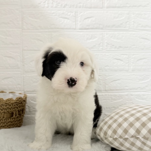 愛知県のオールドイングリッシュシープドッグ (犬の家＆猫の里豊川インター店/2025年11月2日生まれ/男の子/グレーホワイト)の子犬の1枚目の画像