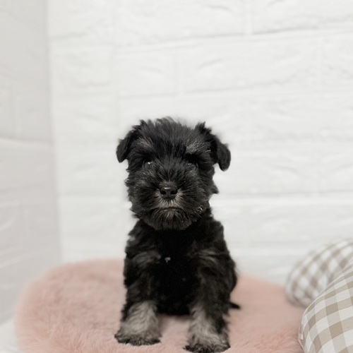 愛知県のミニチュアシュナウザー (犬の家＆猫の里豊川インター店/2025年9月28日生まれ/女の子/ブラックシルバー)の子犬の1枚目の画像