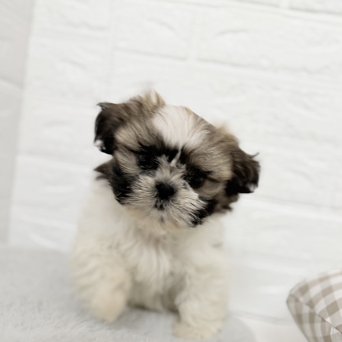 愛知県のシーズー (犬の家＆猫の里豊川インター店/2025年9月28日生まれ/男の子/ゴールドホワイト)の子犬の2枚目の画像