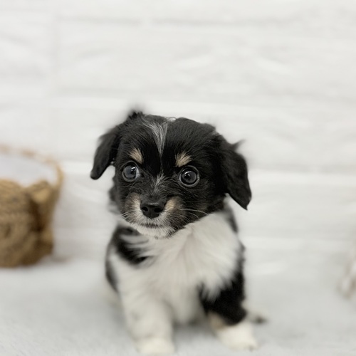 愛知県のチワックス(チワワ×ダックス) (犬の家＆猫の里豊川インター店/2025年10月12日生まれ/男の子/ブラックタンパイボールド)の子犬の1枚目の画像