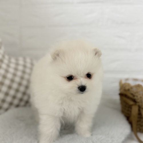 ポメラニアン男の子の写真