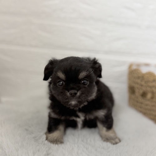 ハーフ犬男の子の写真