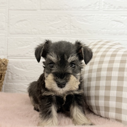 愛知県のミニチュアシュナウザー (犬の家＆猫の里豊川インター店/2025年11月1日生まれ/女の子/ソルトペッパー)の子犬の1枚目の画像