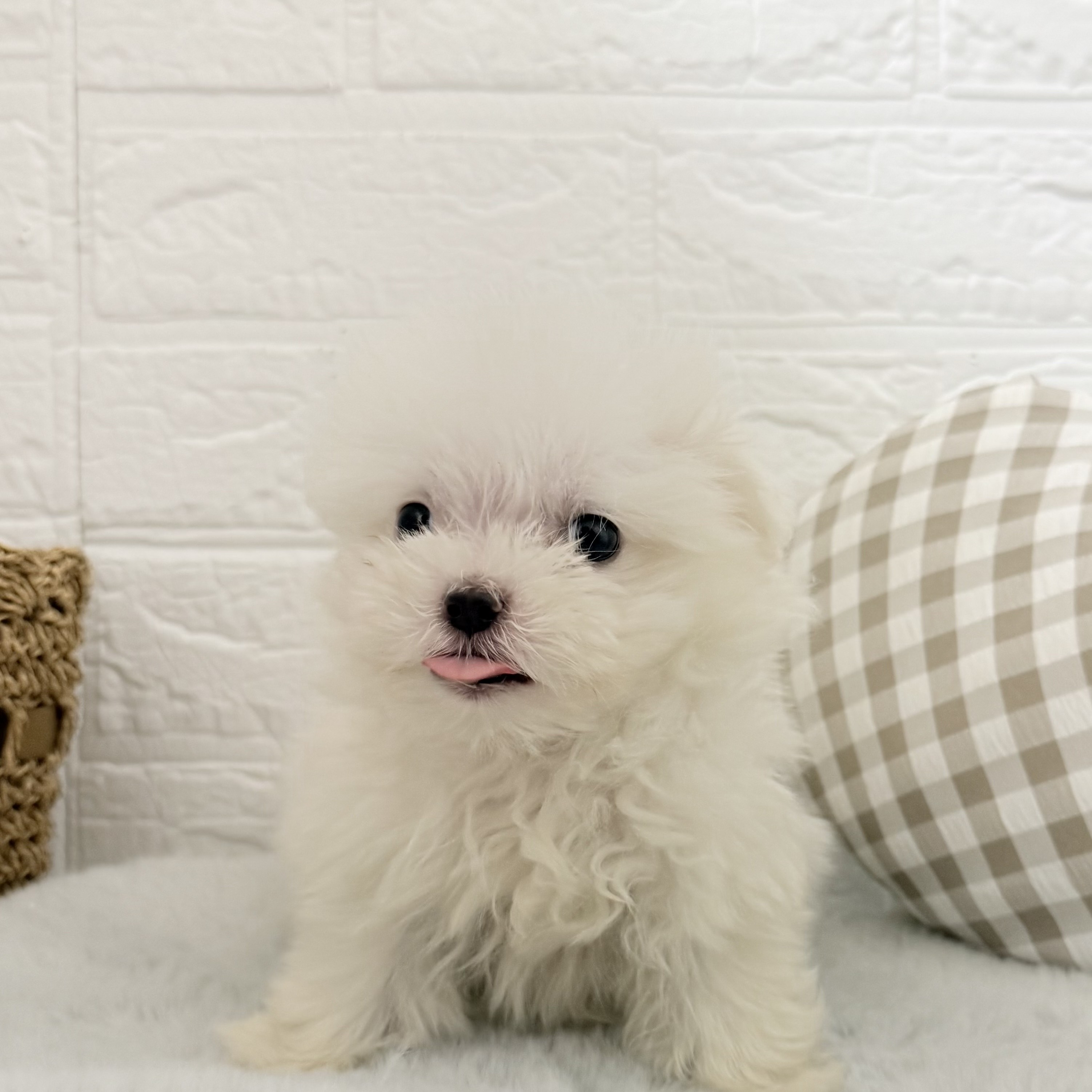 愛知県のポメマル/マルポメ(ポメラニアン×マルチーズ) (犬の家＆猫の里豊川インター店/2025年11月2日生まれ/男の子/クリーム)の子犬の1枚目の画像