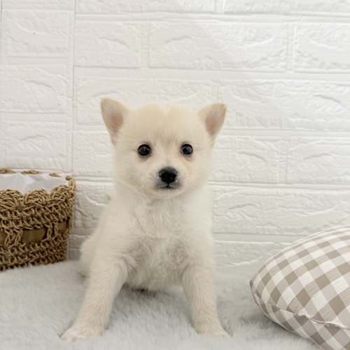 愛知県のポメ柴/豆ポメ/ポメ豆柴(ポメラニアン×柴犬) (犬の家＆猫の里豊川インター店/2025年11月2日生まれ/男の子/白)の子犬の1枚目の画像