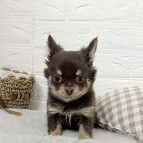 チワワ（ロング）男の子の写真