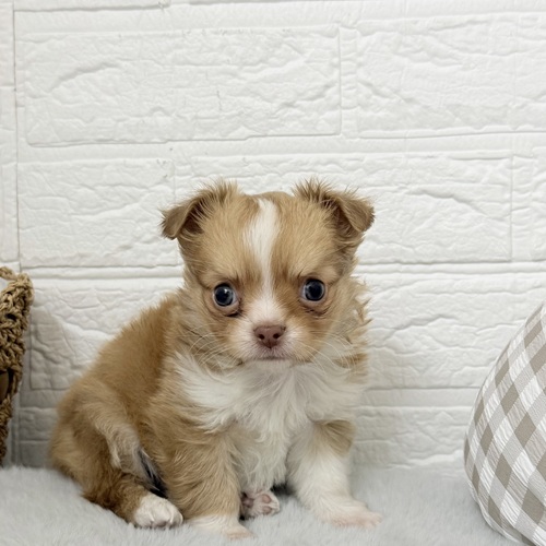 チワワ（ロング）男の子の写真