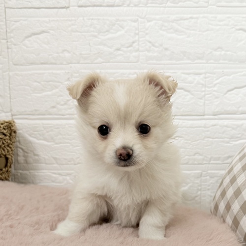 ハーフ犬女の子の写真