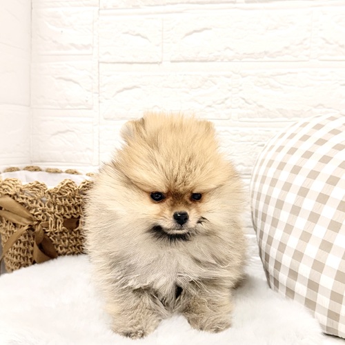 愛知県のポメラニアン (犬の家＆猫の里豊川インター店/2026年1月11日生まれ/男の子/オレンジセーブル)の子犬の2枚目の画像