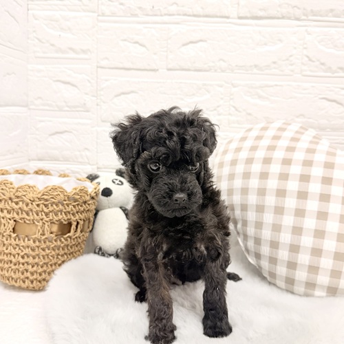 愛知県のトイプードル(トイ) (犬の家＆猫の里豊川インター店/2026年1月20日生まれ/男の子/ブラック)の子犬の1枚目の画像
