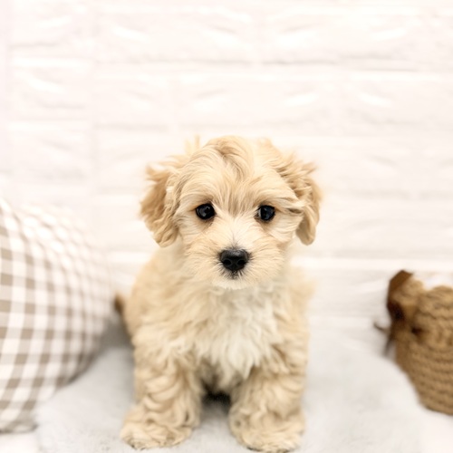 愛知県のマルプー(マルチーズ×プードル) (犬の家＆猫の里豊川インター店/2026年2月5日生まれ/男の子/アプリコットホワイト)の子犬の2枚目の画像