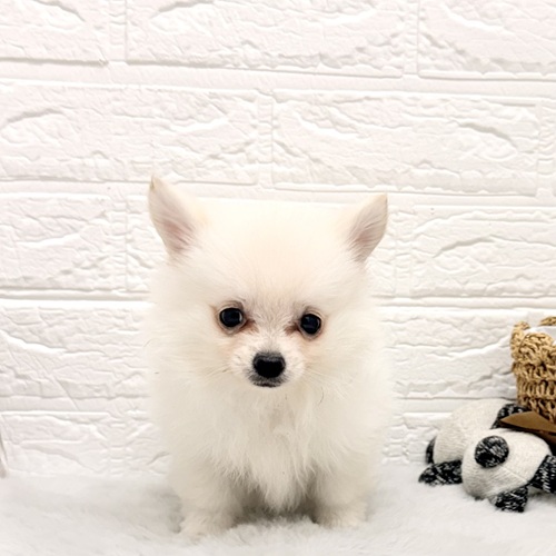 愛知県のポメチワ/チワポメ/ポメチー(ポメラニアン×チワワ) (犬の家＆猫の里豊川インター店/2026年2月8日生まれ/男の子/クリーム)の子犬の2枚目の画像