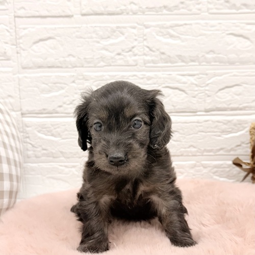 愛知県のダップー(ダックス×プードル) (犬の家＆猫の里豊川インター店/2026年2月9日生まれ/女の子/ブラウン)の子犬の1枚目の画像