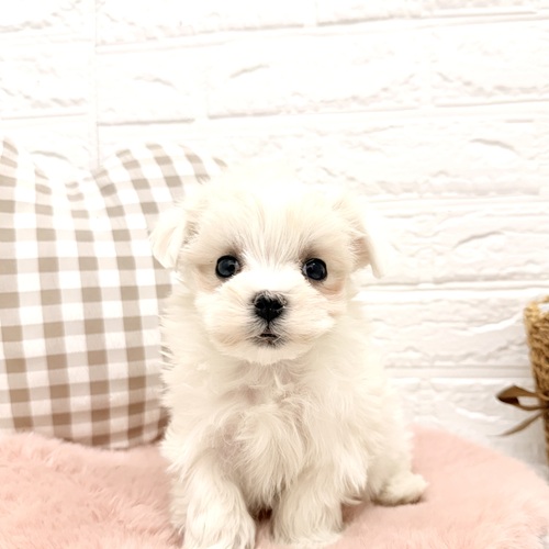 愛知県のマルチーズ (犬の家＆猫の里豊川インター店/2026年2月4日生まれ/女の子/ホワイト)の子犬の1枚目の画像