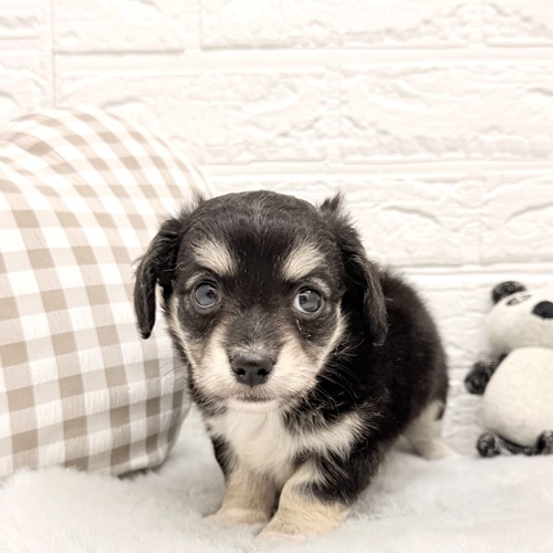 愛知県のチワックス(チワワ×ダックス) (犬の家＆猫の里豊川インター店/2026年2月10日生まれ/男の子/ブラックタンホワイト)の子犬