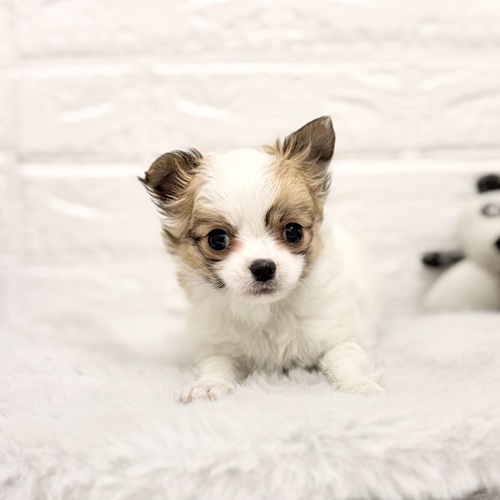 愛知県のチワワ(ロング) (犬の家＆猫の里豊川インター店/2026年2月9日生まれ/男の子/パーティーカラー)の子犬の1枚目の画像