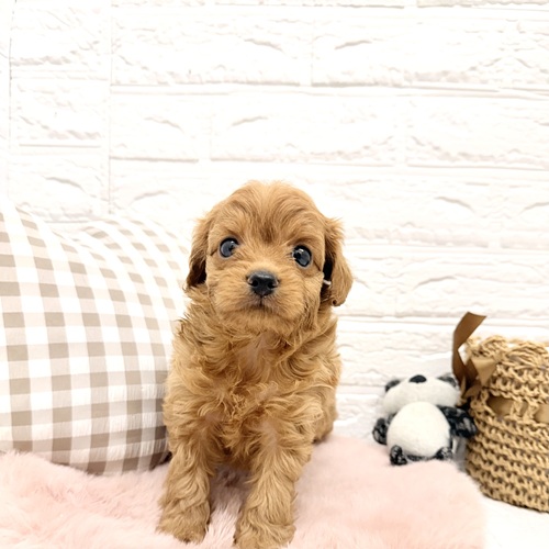 愛知県のチワプー/プーチー(チワワ×プードル) (犬の家＆猫の里豊川インター店/2026年2月10日生まれ/女の子/アプリコット)の子犬の1枚目の画像