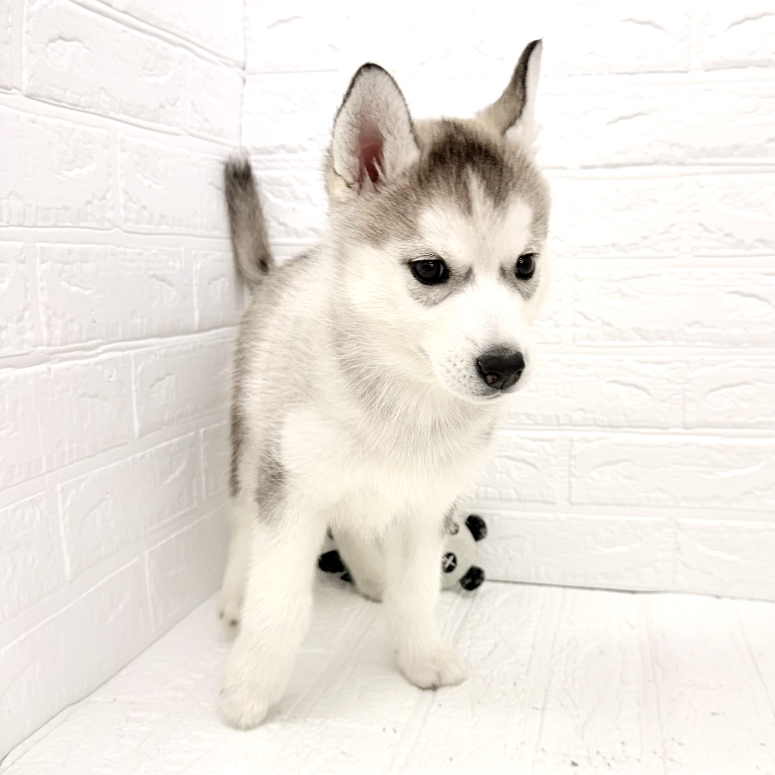 愛知県のシベリアンハスキー (犬の家＆猫の里豊川インター店/2026年2月16日生まれ/女の子/シルバーホワイト)の子犬の1枚目の画像