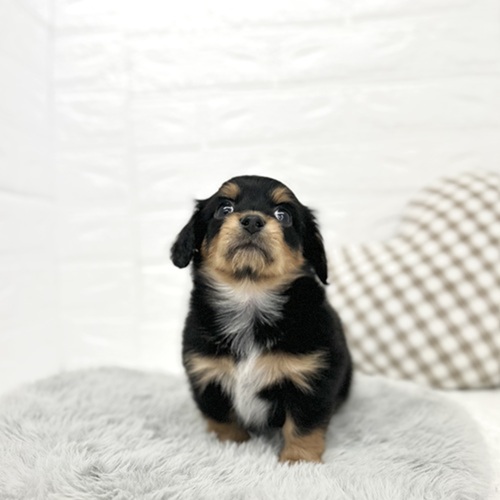 愛知県のチワックス(チワワ×ダックス) (犬の家＆猫の里豊川インター店/2026年2月23日生まれ/男の子/ブラックタン)の子犬の1枚目の画像