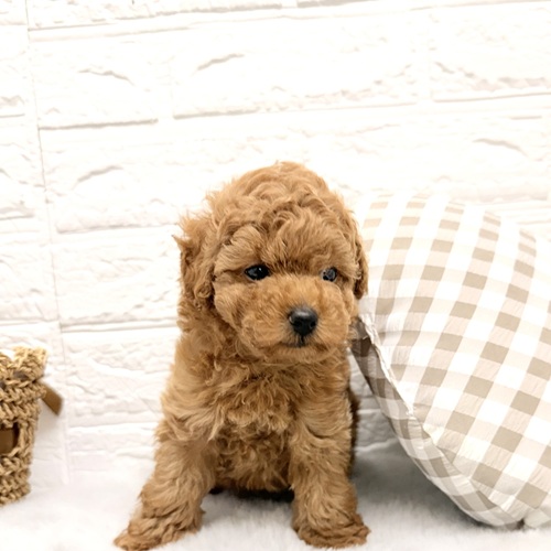 トイプードル男の子の写真