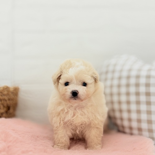 愛知県のポメプー(ポメラニアン×プードル) (犬の家＆猫の里豊川インター店/2025年5月12日生まれ/女の子/クリーム)の子犬の1枚目の画像