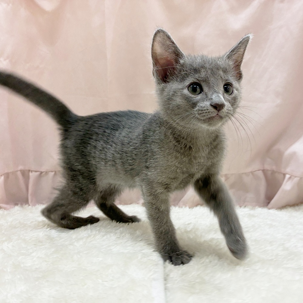 K18 18金　南洋パール　猫　CAT　ピンブローチ ねこ　ロシアンブルー WEB限定】あこや真珠 ブローチ ネコ 7.0-7.5mm SV925 GP