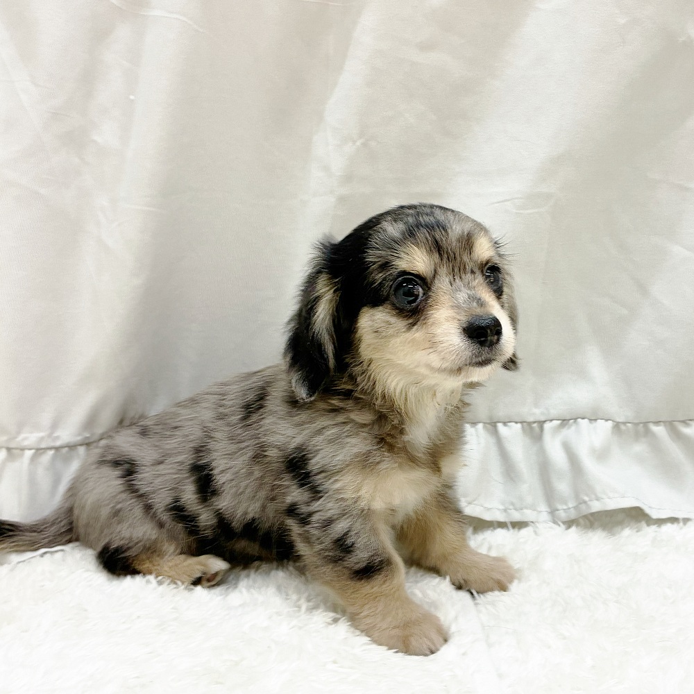 愛知県のチワックス(チワワ×ダックス) (犬の家＆猫の里アミーゴ神の倉店/2025年5月13日生まれ/男の子/シルバーダップル)の子犬の2枚目の画像