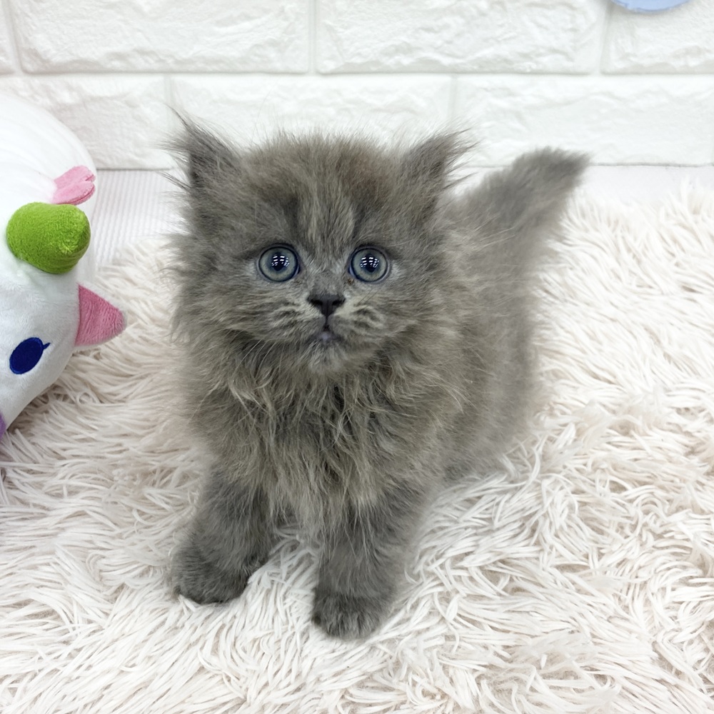 愛知県のミヌエット (犬の家＆猫の里MEGAドン・キホーテ東海名和店/2025年5月17日生まれ/男の子/ブルー)の子猫の2枚目の画像
