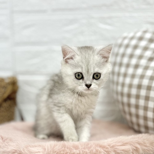 愛知県のミヌエット (犬の家＆猫の里豊川インター店/2025年5月20日生まれ/女の子/シルバータビー)の子猫の1枚目の画像
