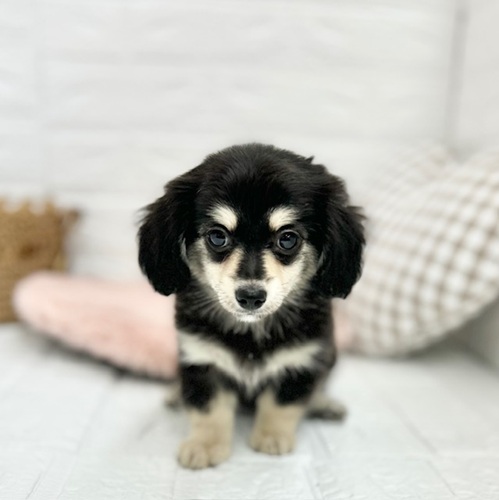 ハーフ犬女の子の写真