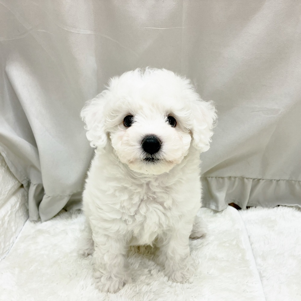 愛知県のビションフリーゼ (犬の家＆猫の里アミーゴ神の倉店/2025年5月27日生まれ/男の子/ホワイト)の子犬の1枚目の画像