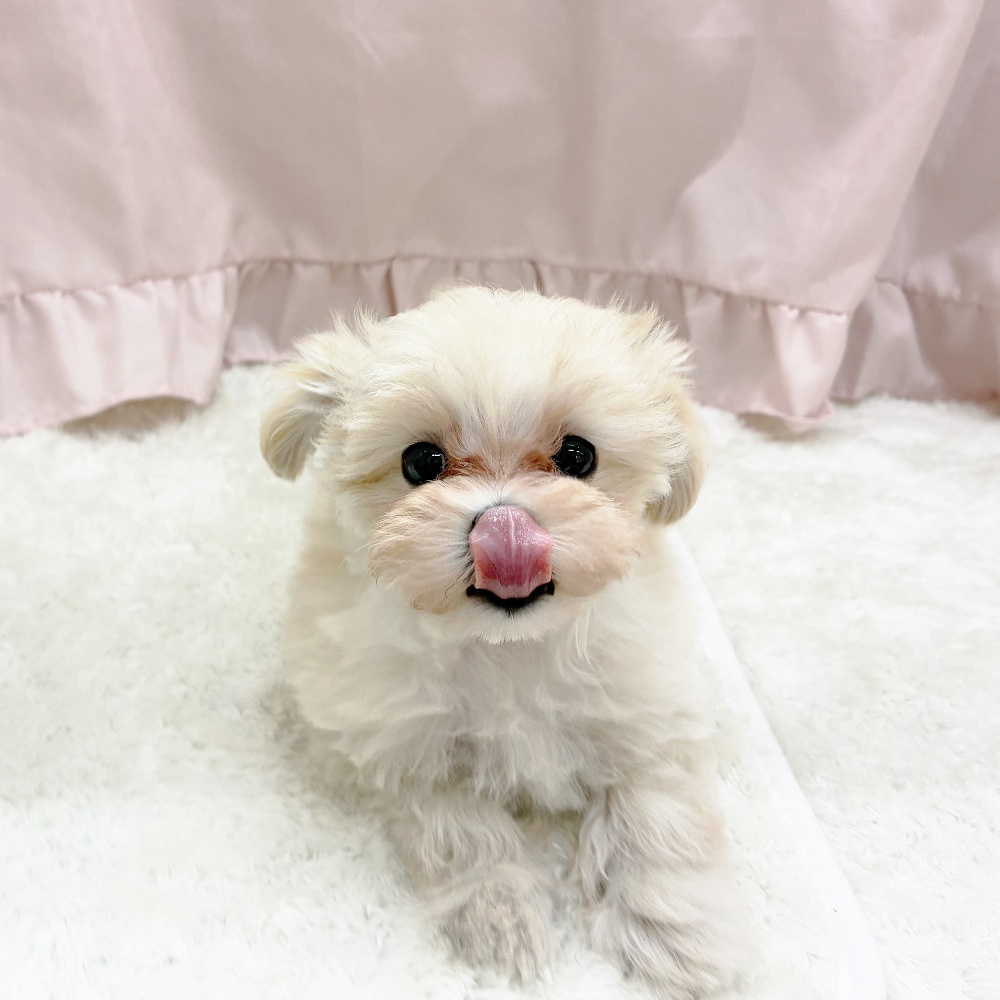 愛知県のマルプー(マルチーズ×プードル) (犬の家＆猫の里アミーゴ神の倉店/2025年6月4日生まれ/女の子/クリームホワイト)の子犬の2枚目の画像