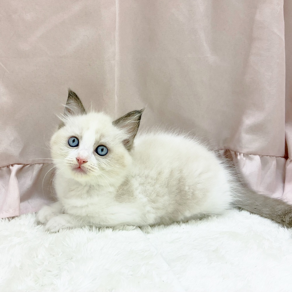 愛知県のラグドール (犬の家＆猫の里アミーゴ神の倉店/2025年6月11日生まれ/女の子/シールポイントバイカラー)の子猫の1枚目の画像