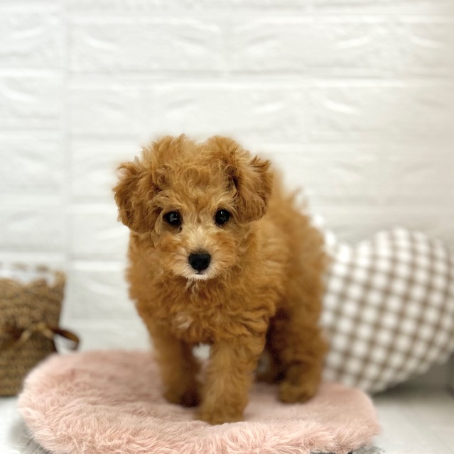 愛知県のトイプードル(トイ) (犬の家＆猫の里豊川インター店/2025年6月12日生まれ/女の子/オレンジフォーン)の子犬の1枚目の画像