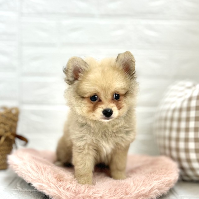 愛知県のポメチワ/チワポメ/ポメチー(ポメラニアン×チワワ) (犬の家＆猫の里豊川インター店/2025年6月15日生まれ/女の子/フォーン)の子犬の1枚目の画像