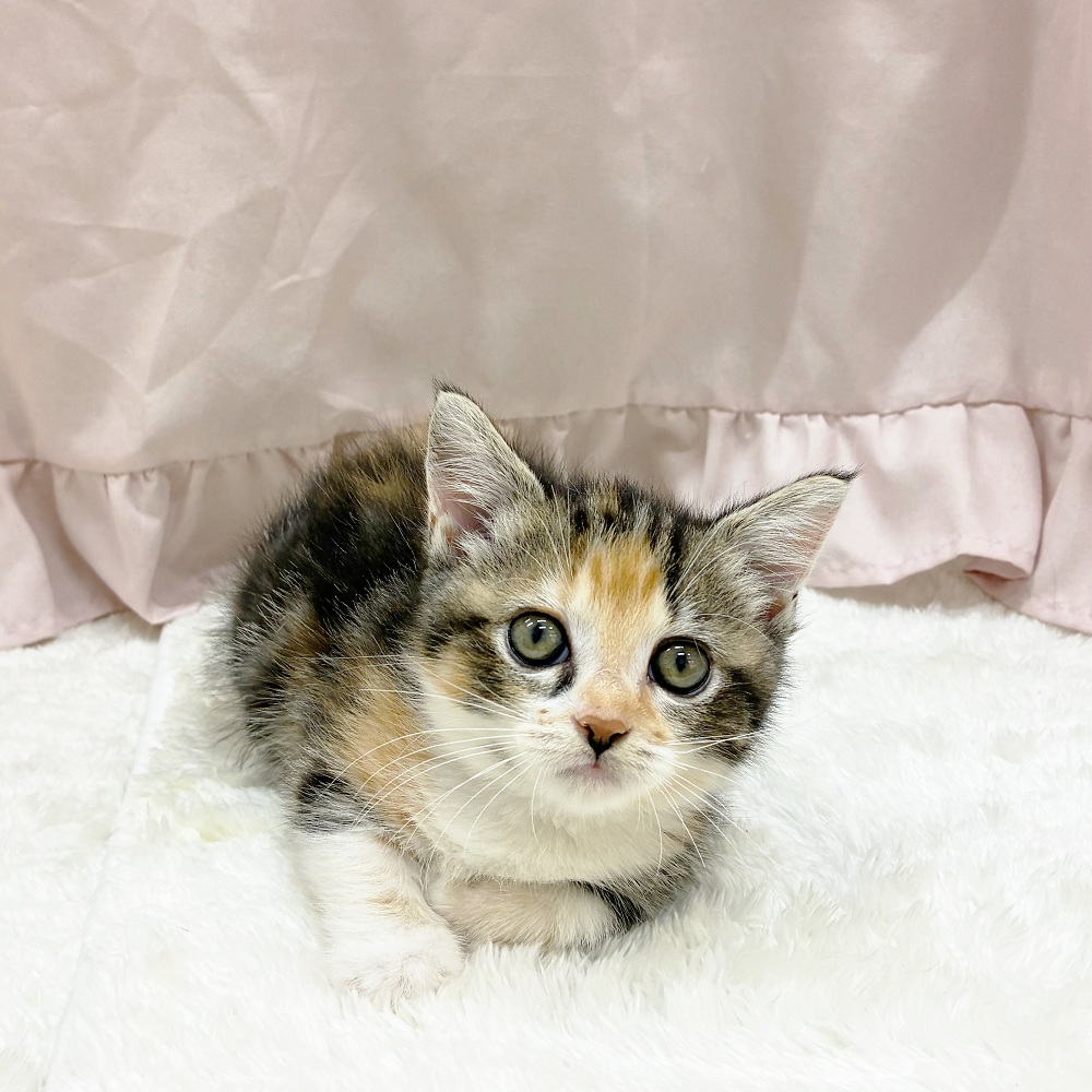 愛知県のマンチカン (犬の家＆猫の里アミーゴ神の倉店/2025年6月13日生まれ/女の子/トーティーホワイト)の子猫の1枚目の画像