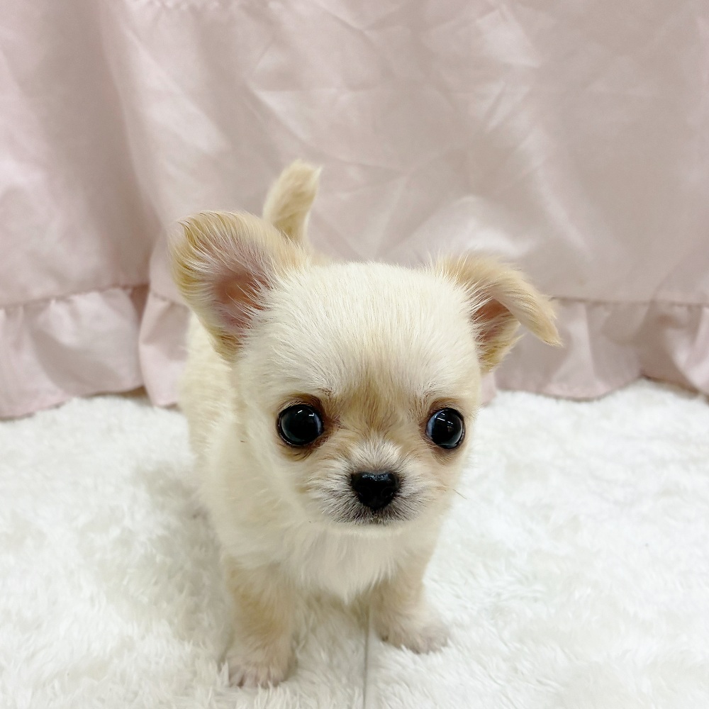 愛知県のチワワ(ロング) (犬の家＆猫の里アミーゴ神の倉店/2025年6月11日生まれ/女の子/クリーム)の子犬の2枚目の画像