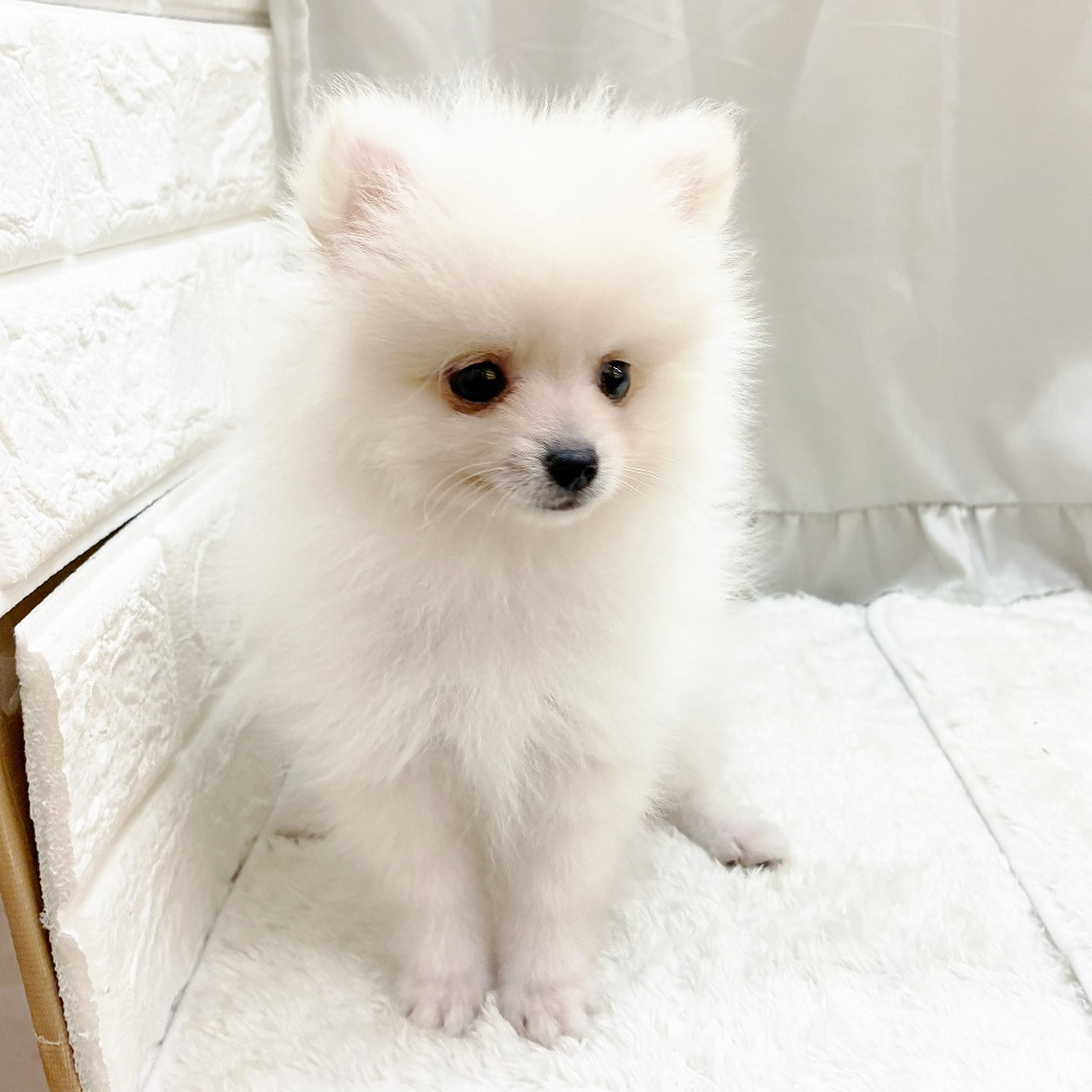 愛知県のポメラニアン (犬の家＆猫の里アミーゴ神の倉店/2025年6月12日生まれ/男の子/ホワイト)の子犬の2枚目の画像