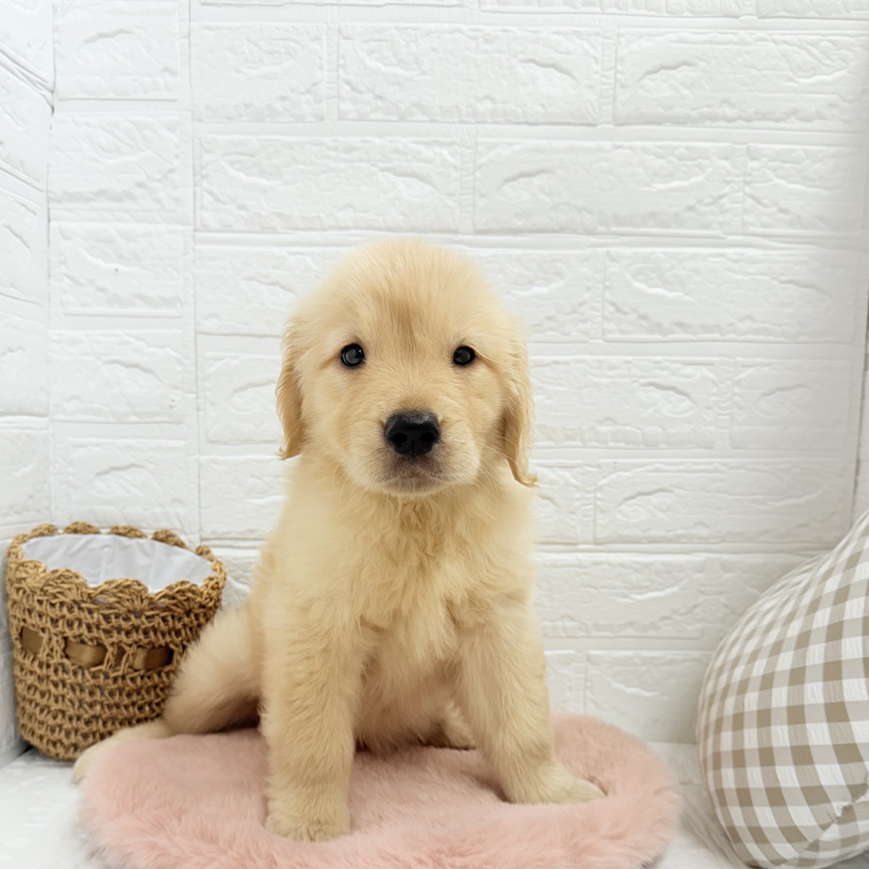 愛知県のゴールデンレトリバー (犬の家＆猫の里豊川インター店/2025年6月23日生まれ/女の子/ゴールデン)の子犬の1枚目の画像