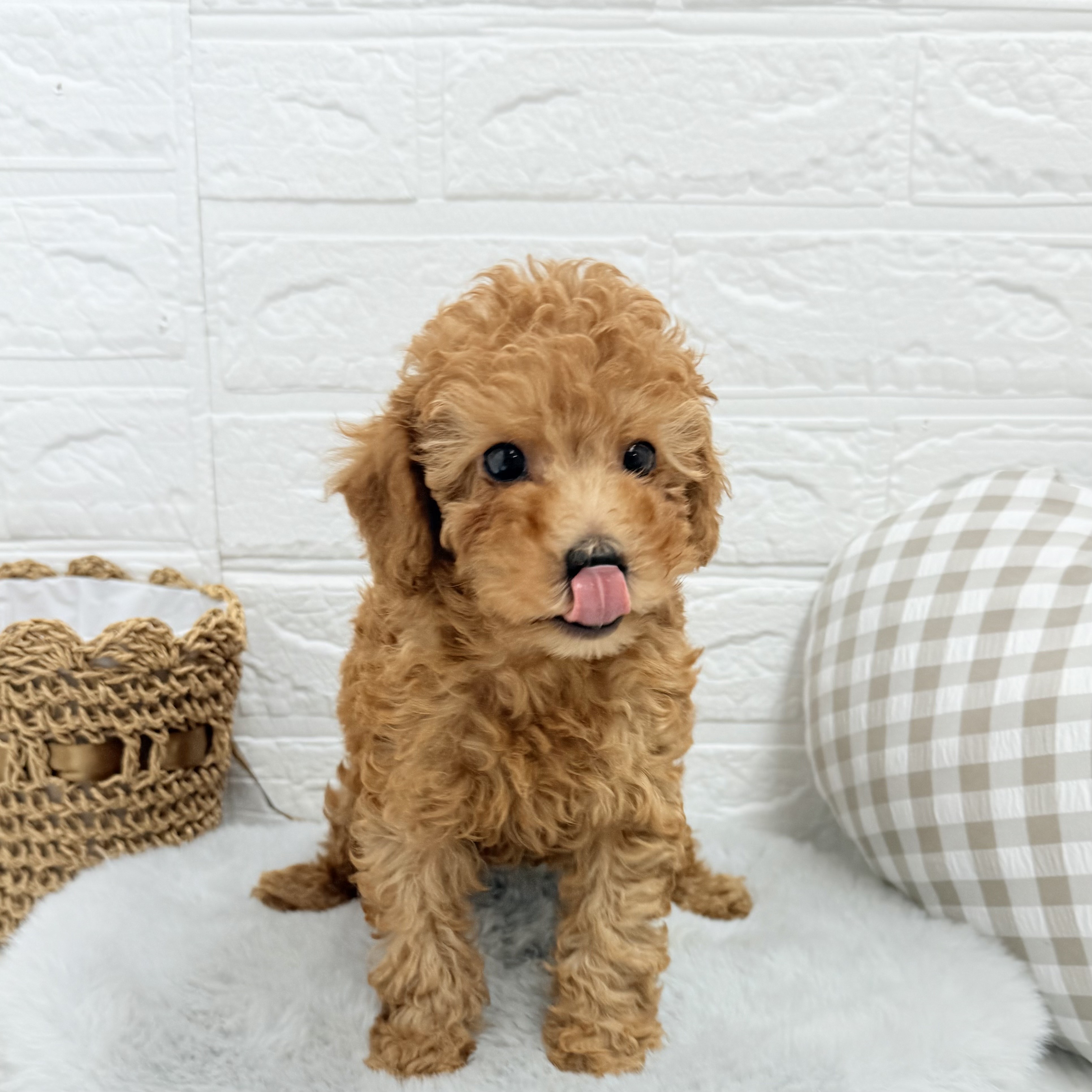 愛知県のトイプードル(トイ) (犬の家&猫の里豊川インター店/2025年6月19日生まれ/男の子/レッド)の子犬