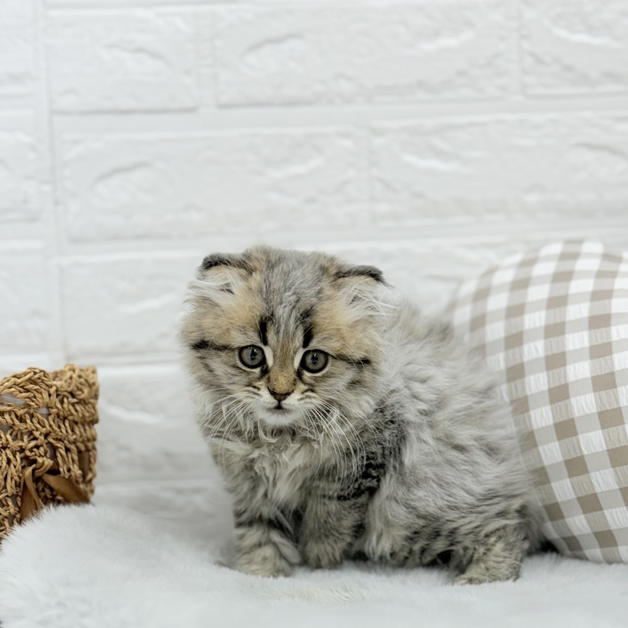 愛知県のスコティッシュフォールド (犬の家＆猫の里豊川インター店/2025年6月23日生まれ/男の子/ブラウンタビー)の子猫の1枚目の画像