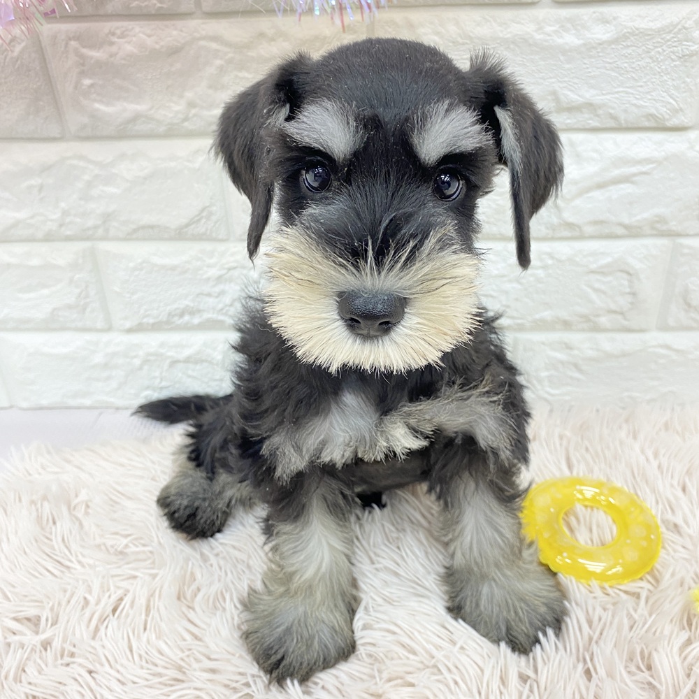愛知県のミニチュアシュナウザー (犬の家＆猫の里MEGAドン・キホーテ東海名和店/2025年6月25日生まれ/男の子/ブラックシルバー)の子犬の1枚目の画像